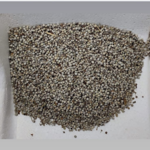 White Sarso – 100gms